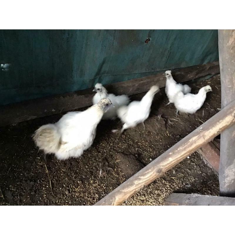 Bantams
