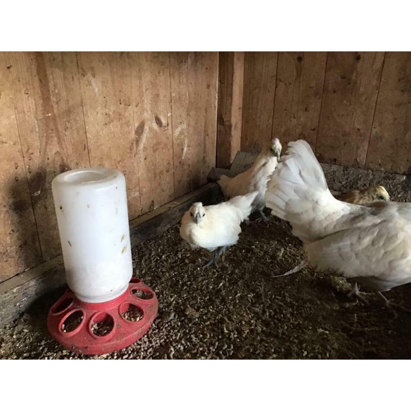 Bantams