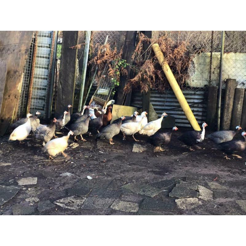Bantams