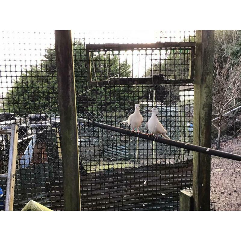 Bantams