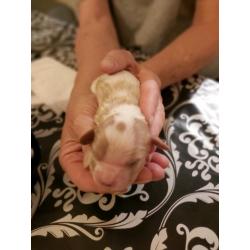 King Charles