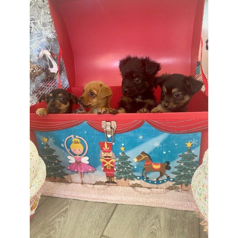 Mini chihuahua x puppies