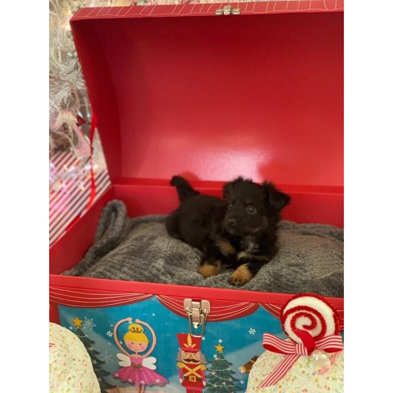 Mini chihuahua x puppies