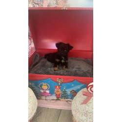 Mini chihuahua x puppies