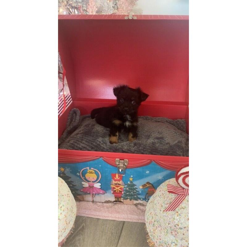 Mini chihuahua x puppies