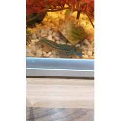 Lobsters/crayfish