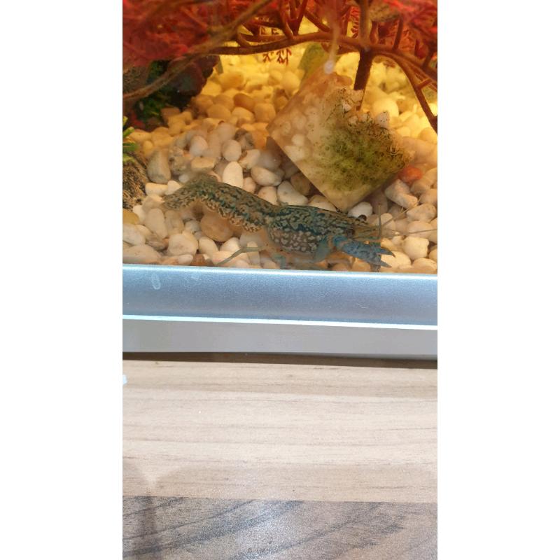 Lobsters/crayfish