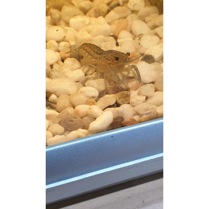 Lobsters/crayfish
